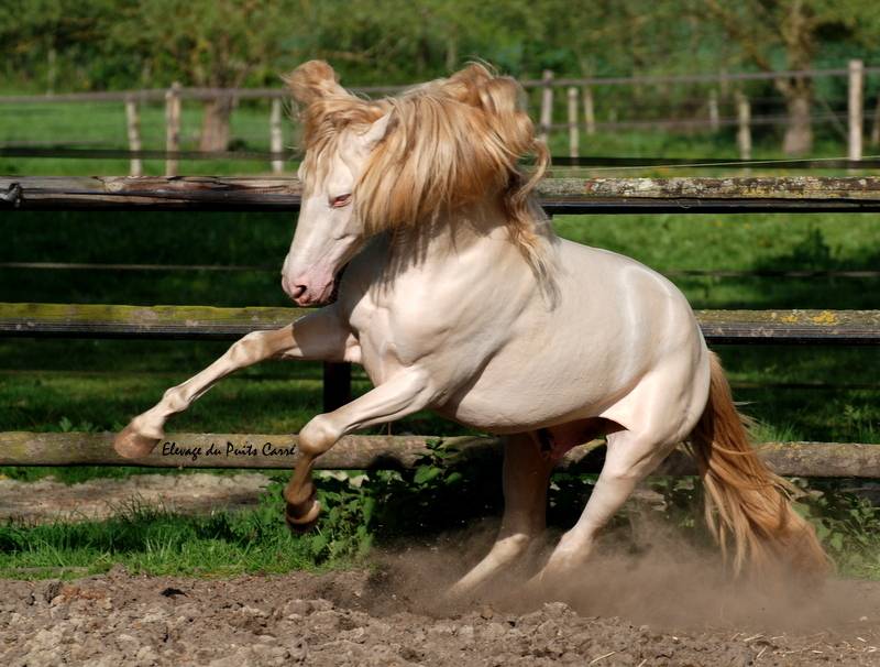 Nantosuelta du Puits Carré pouliche PRE crème 2 ans 