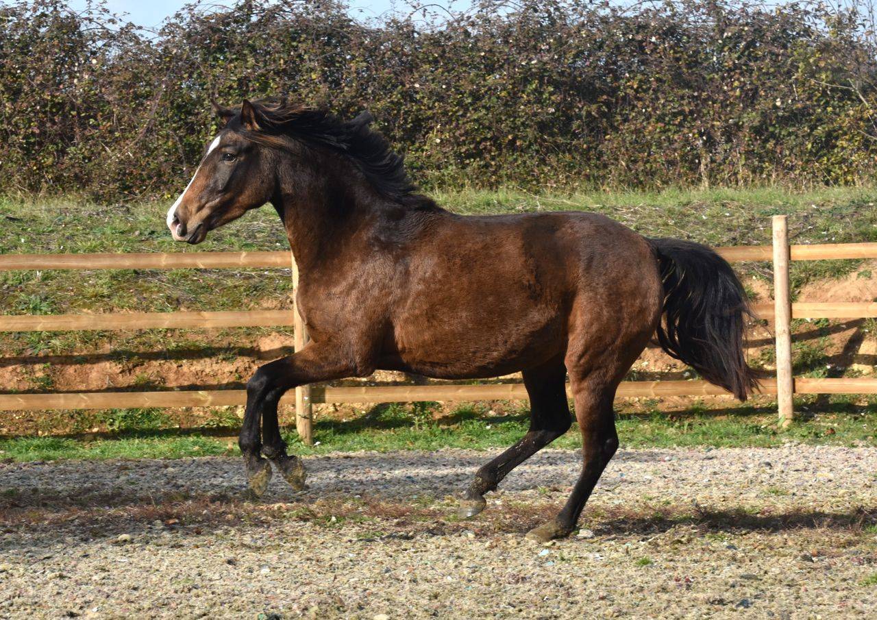 Nantosuelta du Puits Carré pouliche PRE crème 2 ans 