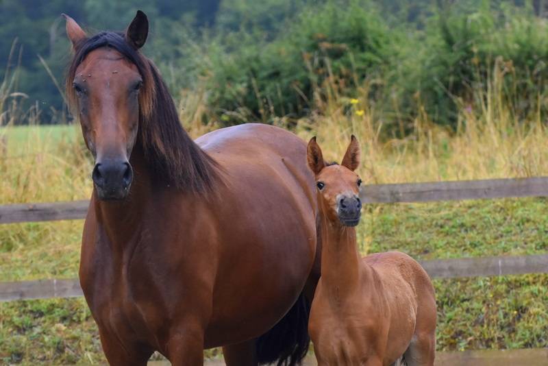Octavio du Puits Carré, poulain PRE 1 an bai pearl 