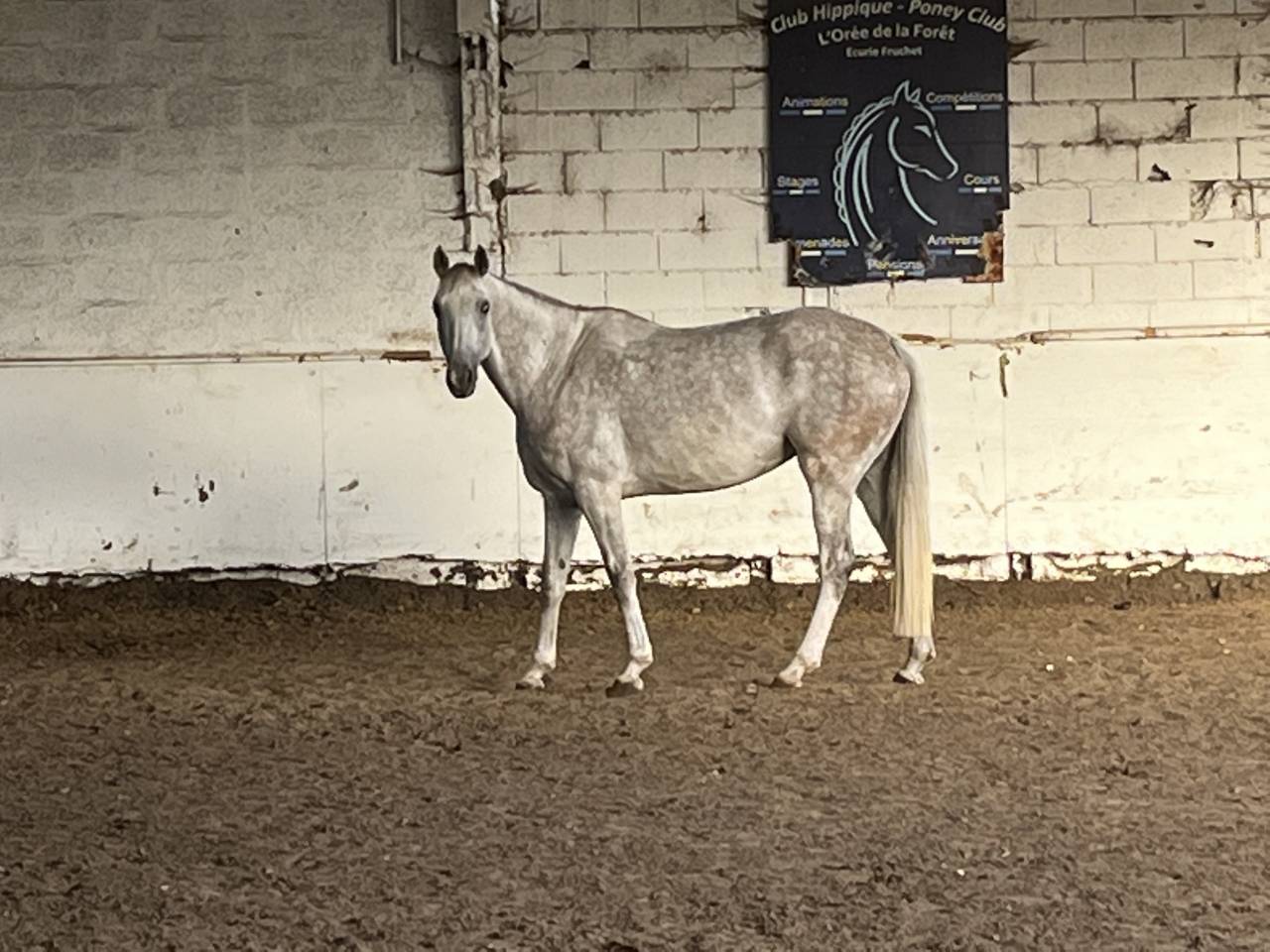 Jument selle français 9 ans 