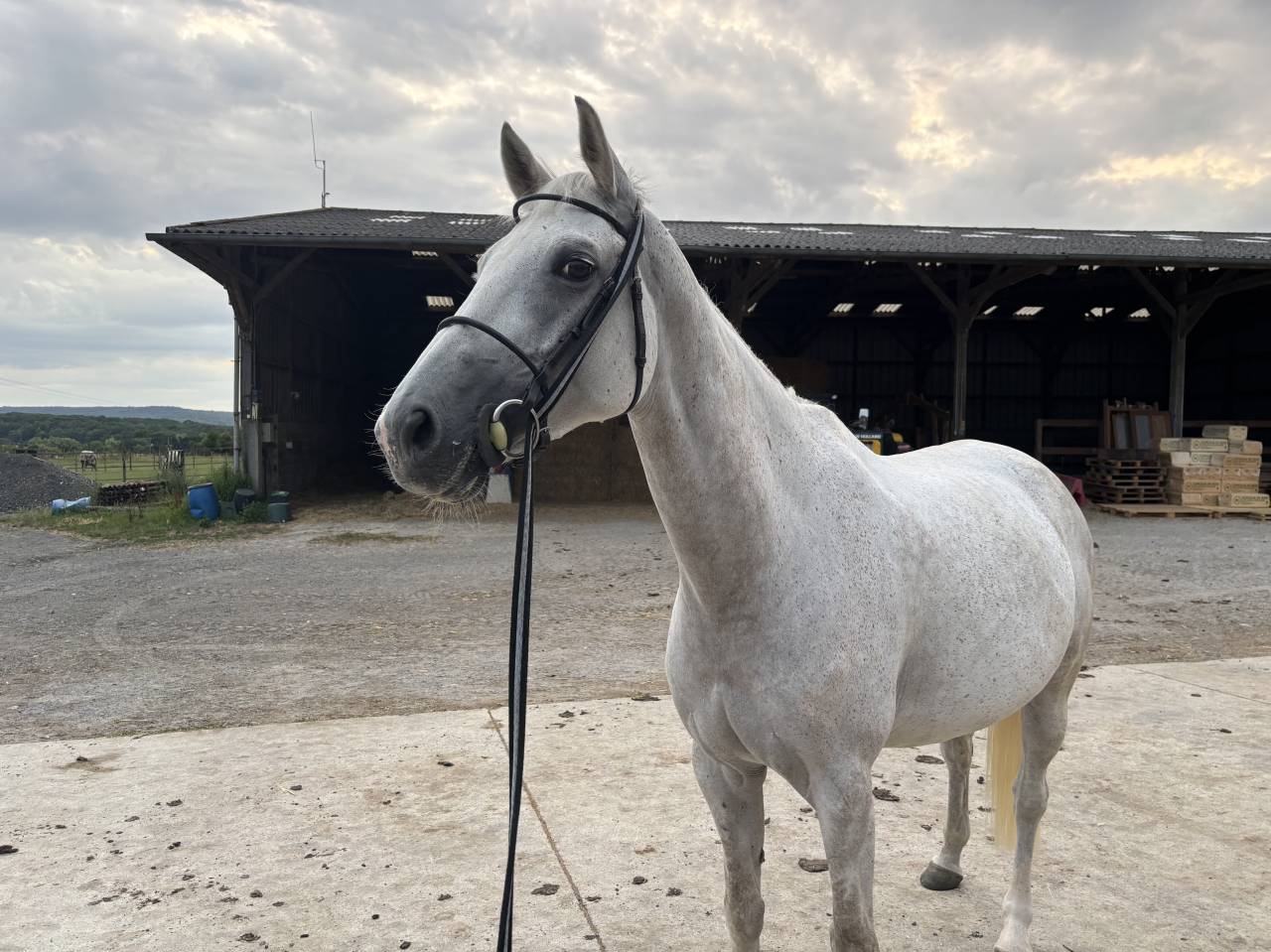 Jument selle français 9 ans 