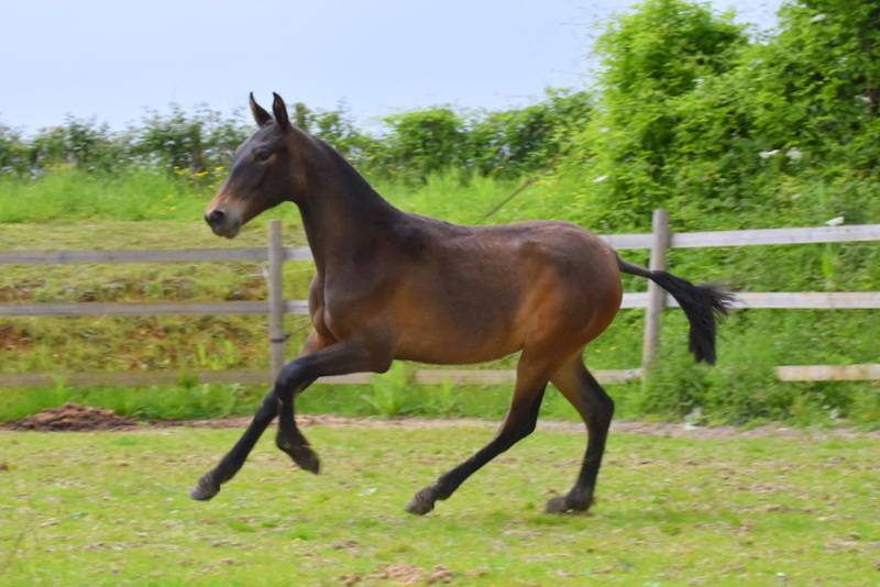 Ohara du Puits Carré