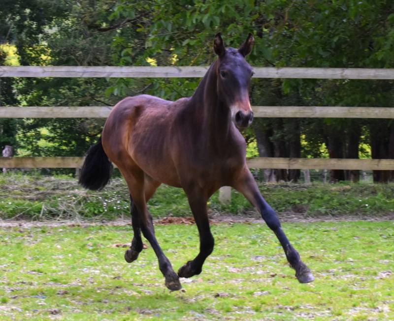 Ohara du Puits Carré