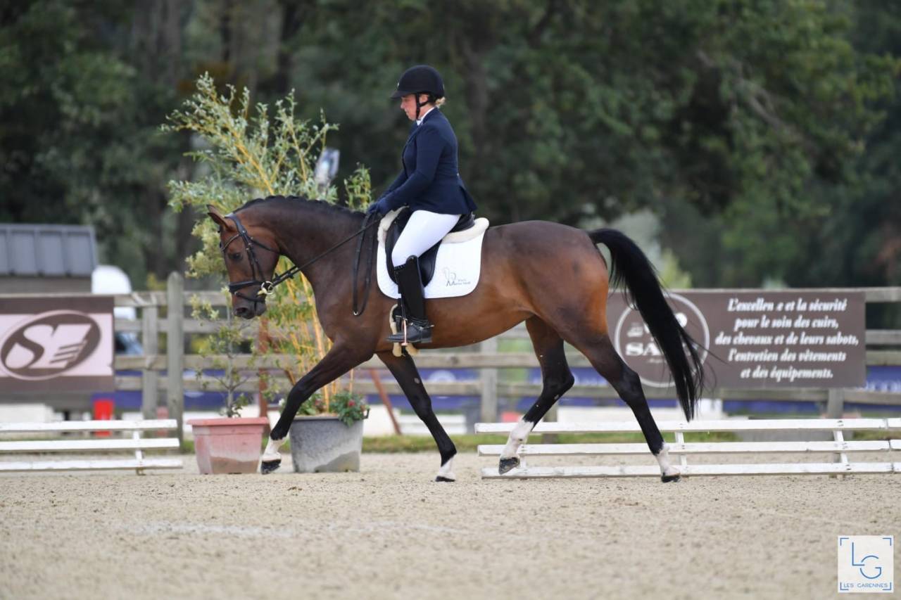 Jument poulinière 6ans 