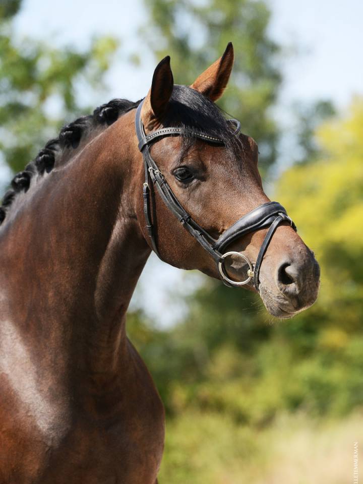 Jument poulinière 6ans 
