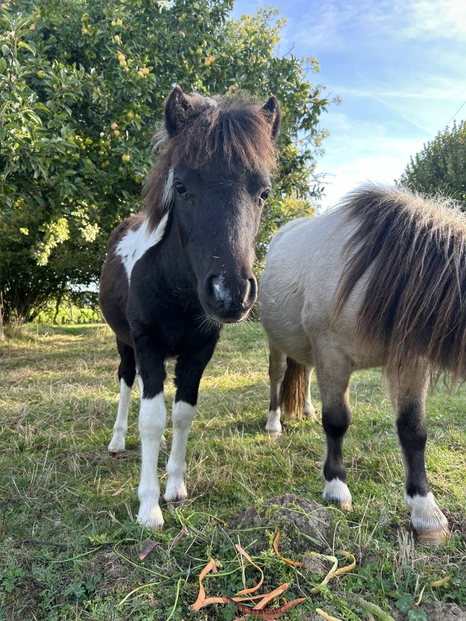 Pouliche pie Welsh x shetland OC 