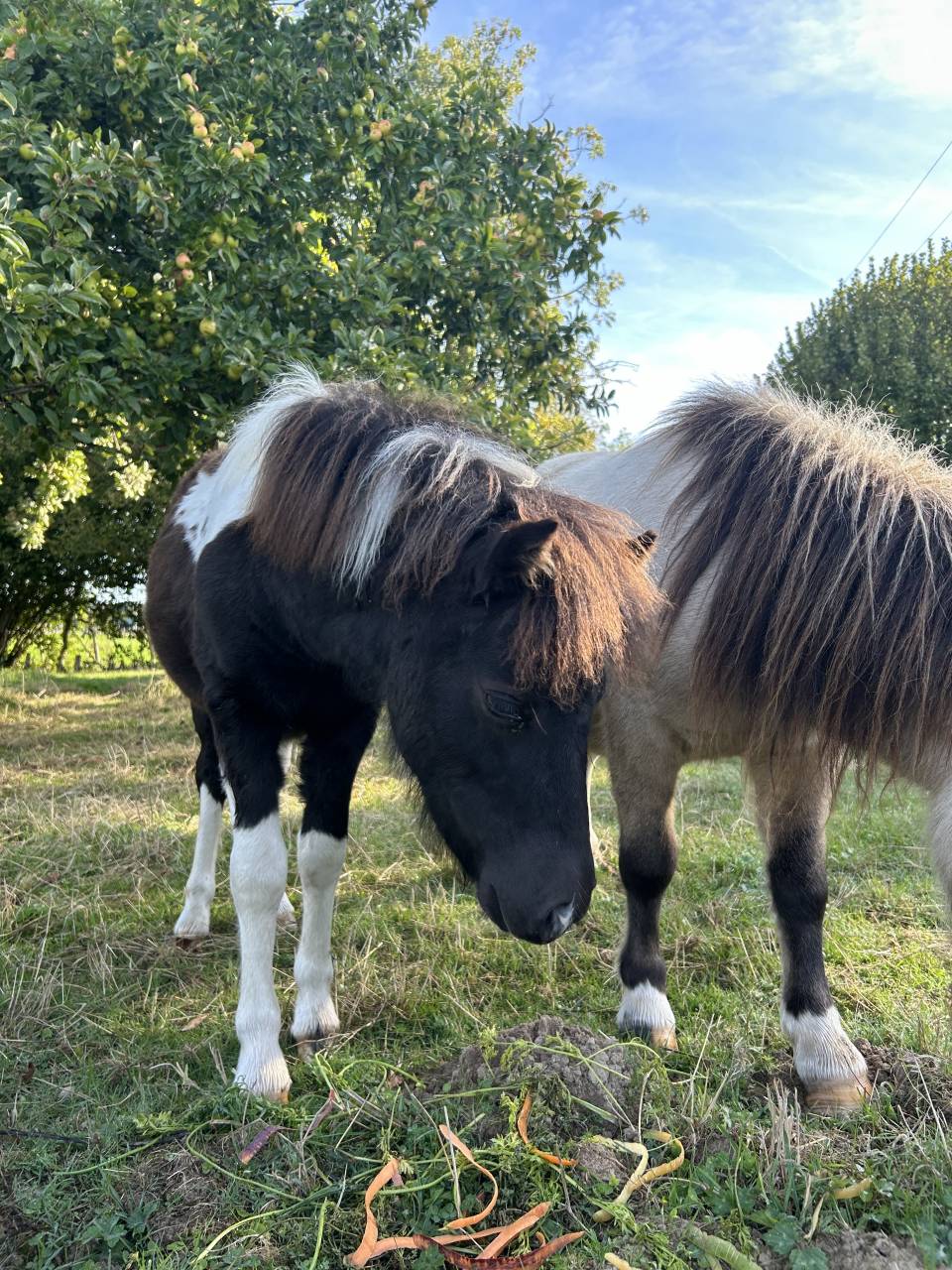 Pouliche pie Welsh x shetland OC 