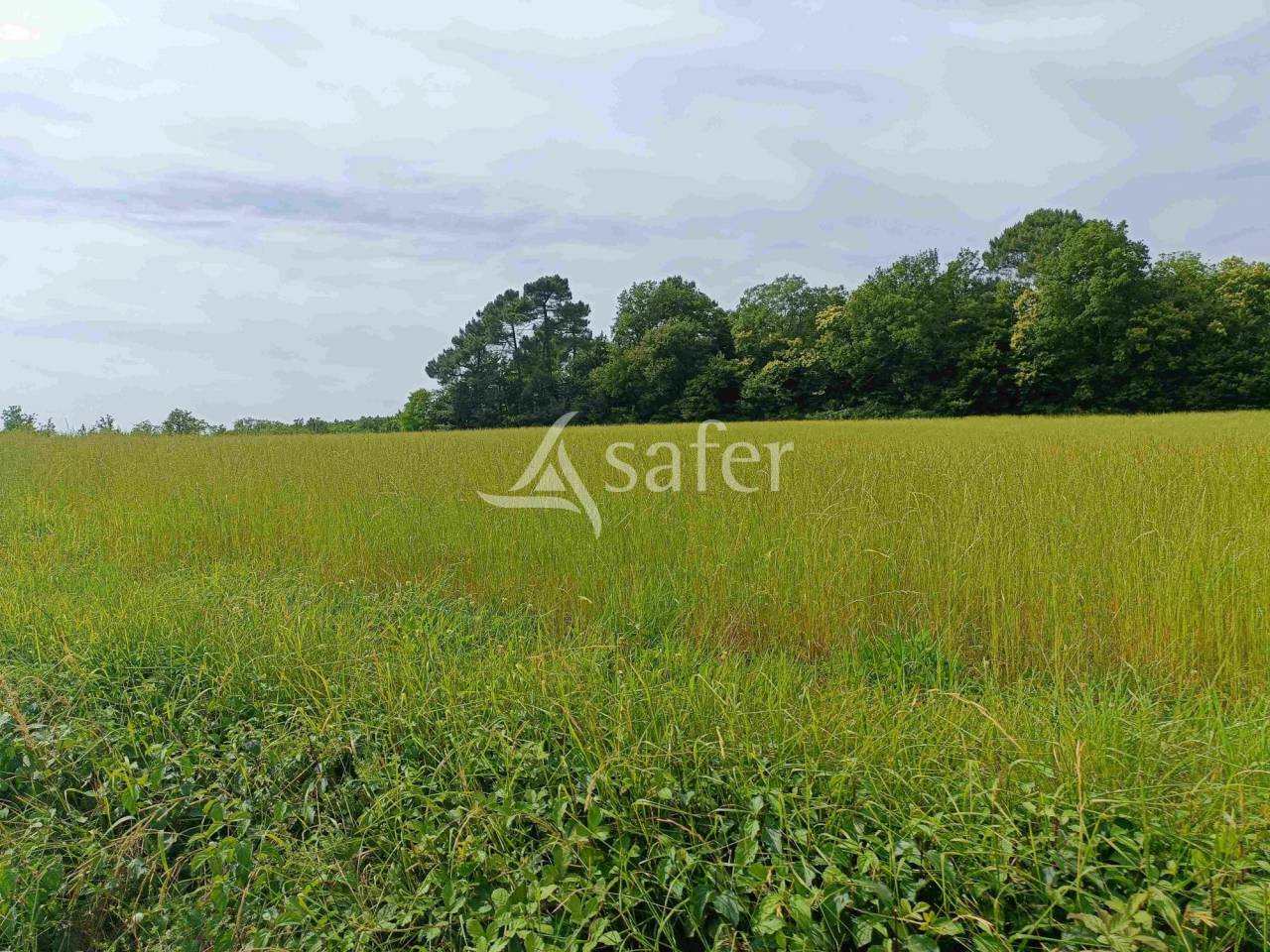 Exploitation bio en bovins lait sur 54ha, proche Lalinde