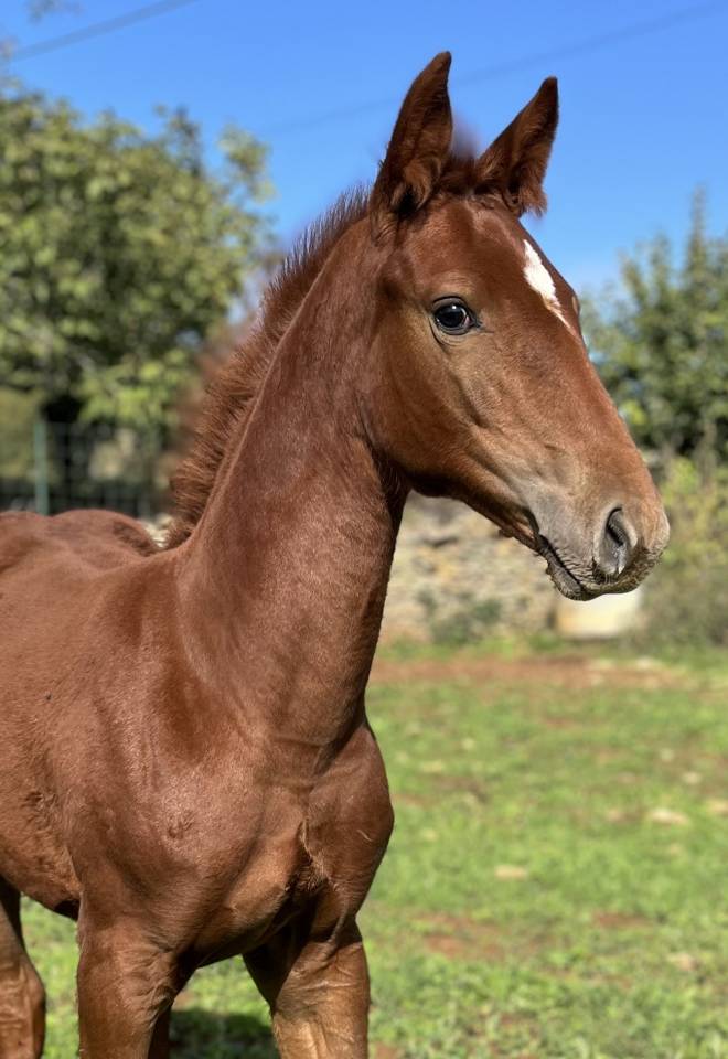 Pouliche sf Casallo z