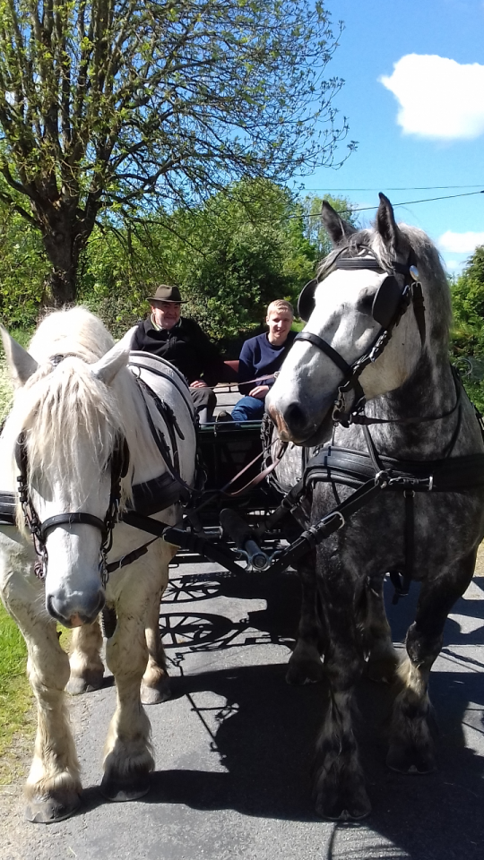 vends  2 chevaux percherons dressés en attelés en paire