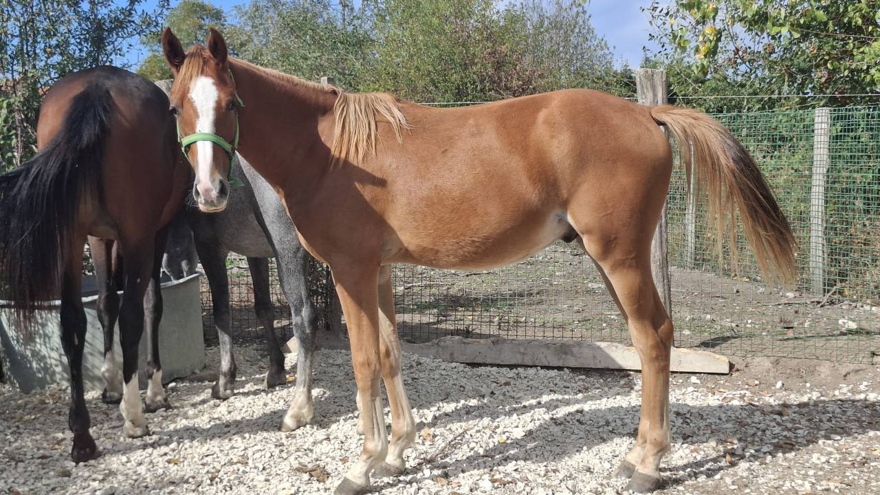Poney 1 an PFS par King Kong star d'&eacute;t&eacute;
