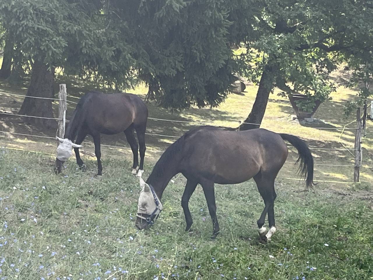 Poulinière de 4ans SF