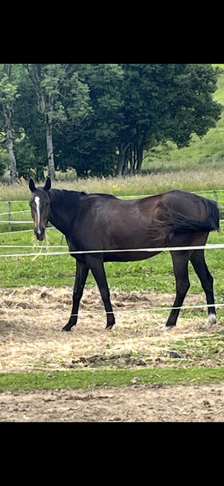 Poulinière de 4ans SF