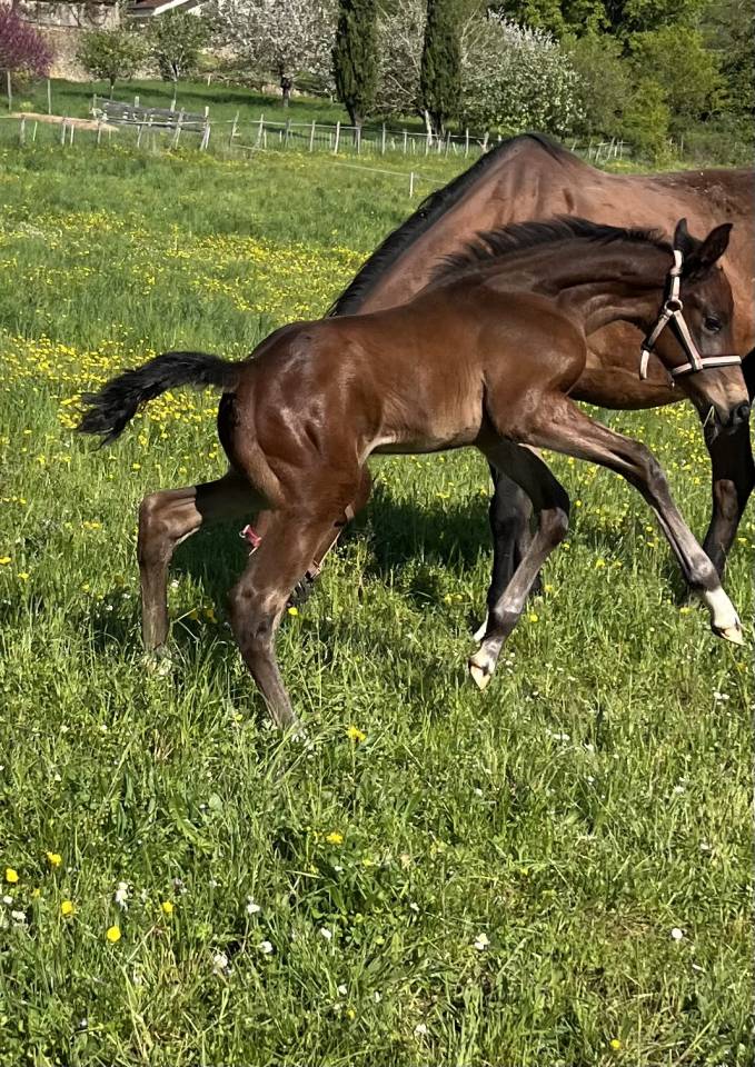 Top poulain mâle sf Diarado x Baloubet 