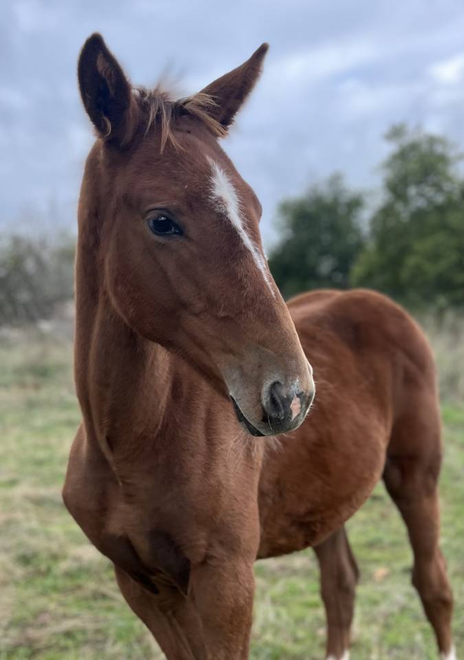 Très jolie pouliche sf par Itoki de Riverland x Mylord 