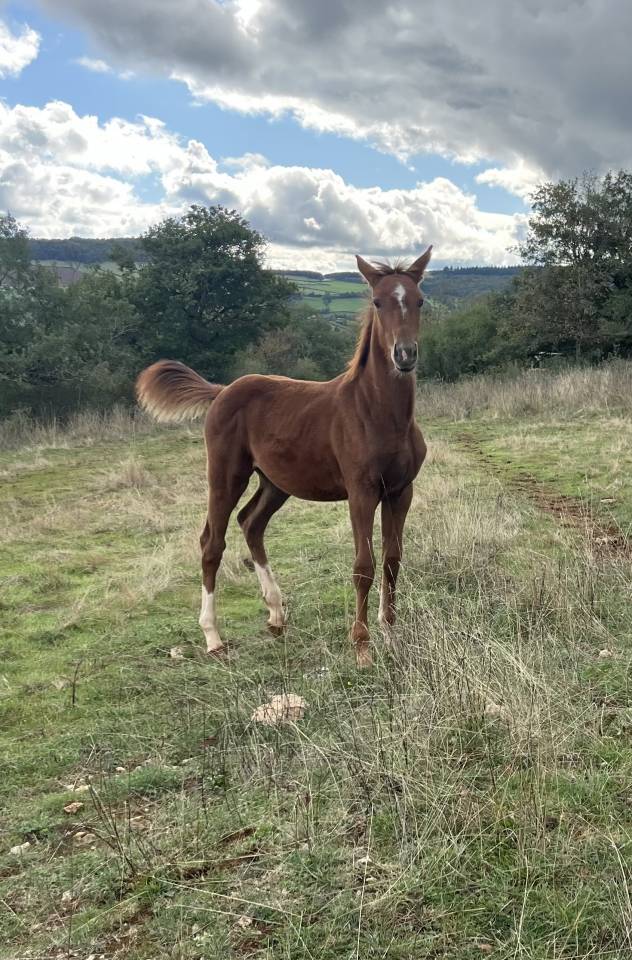 Très jolie pouliche sf par Itoki de Riverland x Mylord 