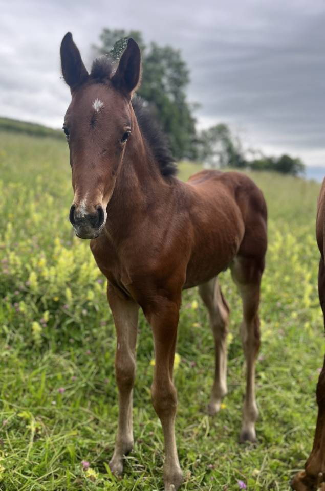 Chic pouliche sf par Joker d euskadi AV ou ECHANGE