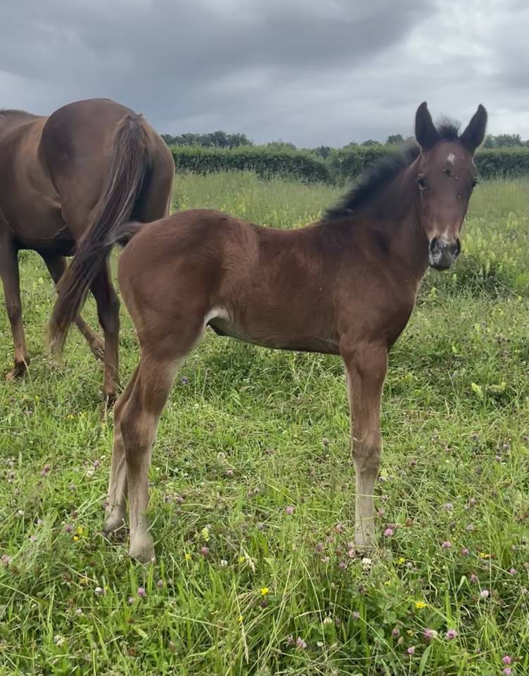 Chic pouliche sf par Joker d euskadi AV ou ECHANGE