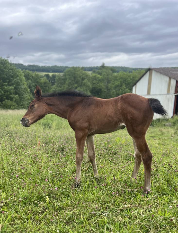 Chic pouliche sf par Joker d euskadi AV ou ECHANGE
