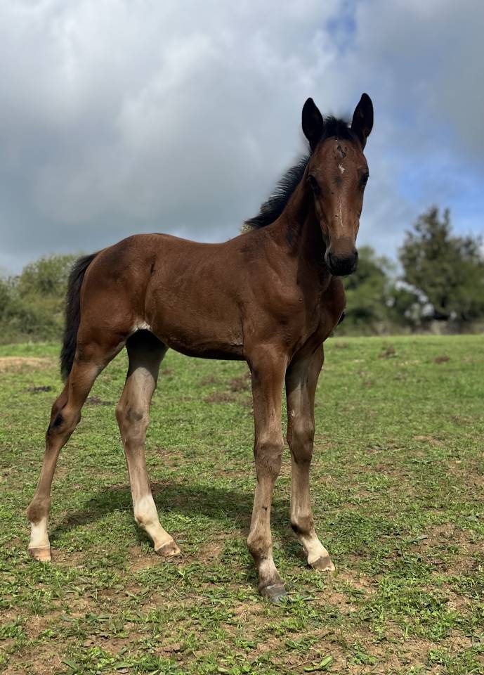 Foal sf sport 