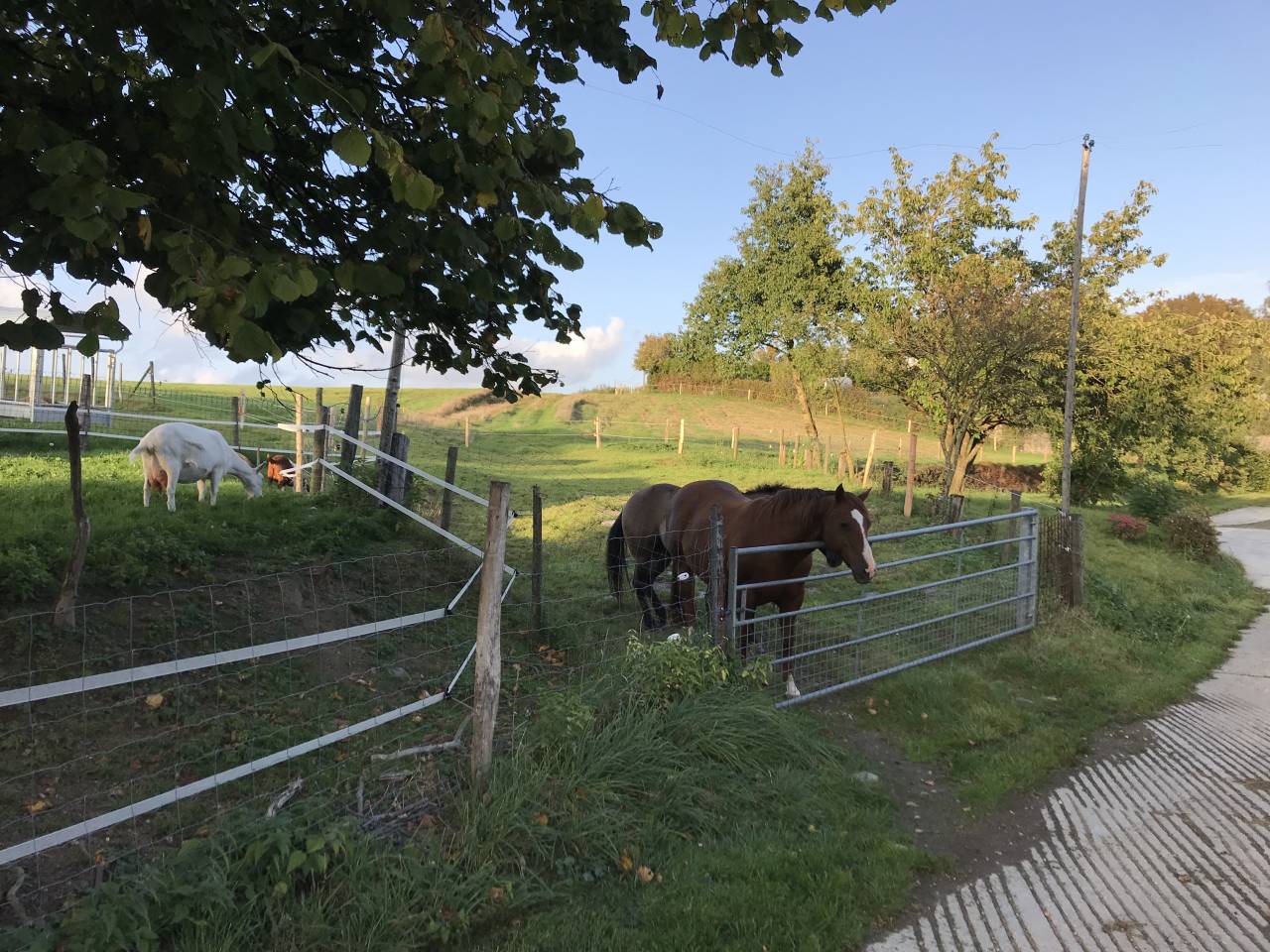 Pension prairie-stabulation-piste couverte Fauvillers