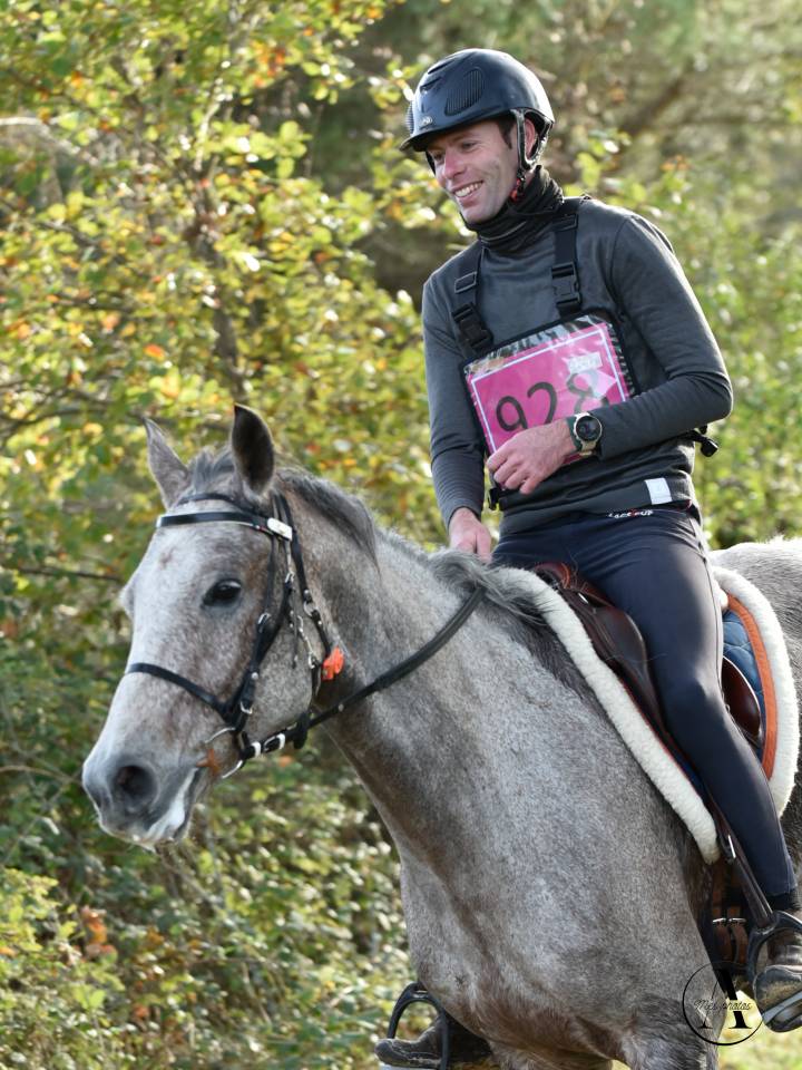 Hongre pur sang arabe