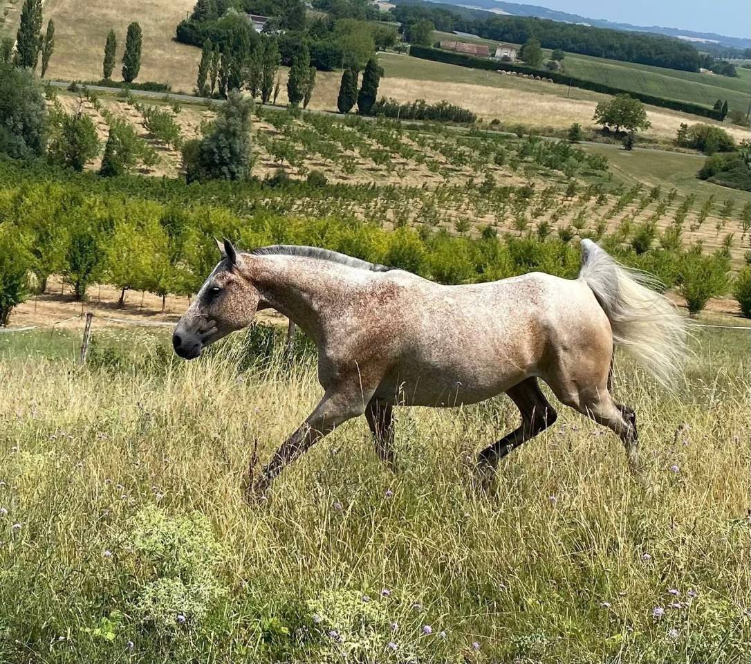 Hongre pur sang arabe