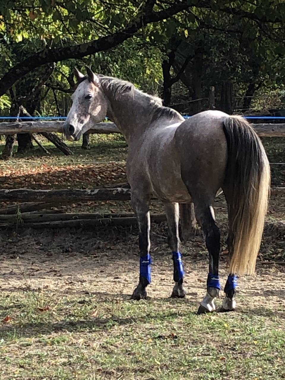 Hongre pur sang arabe