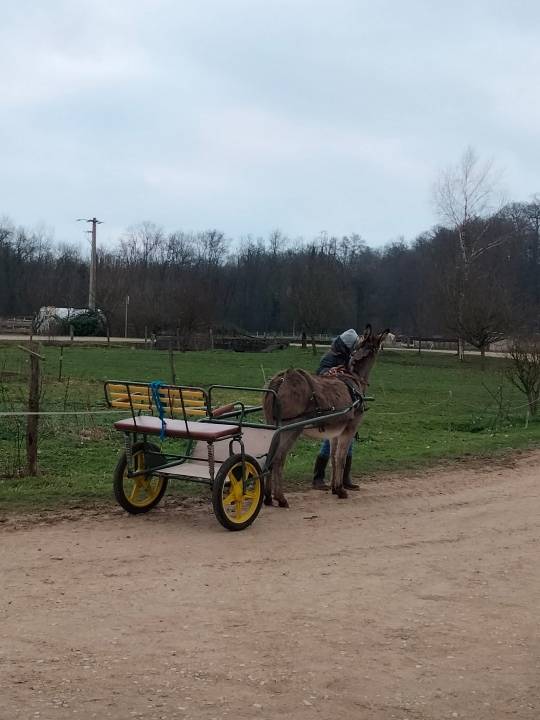 voiture d'attelage pour âne ou poney - sulky - 
