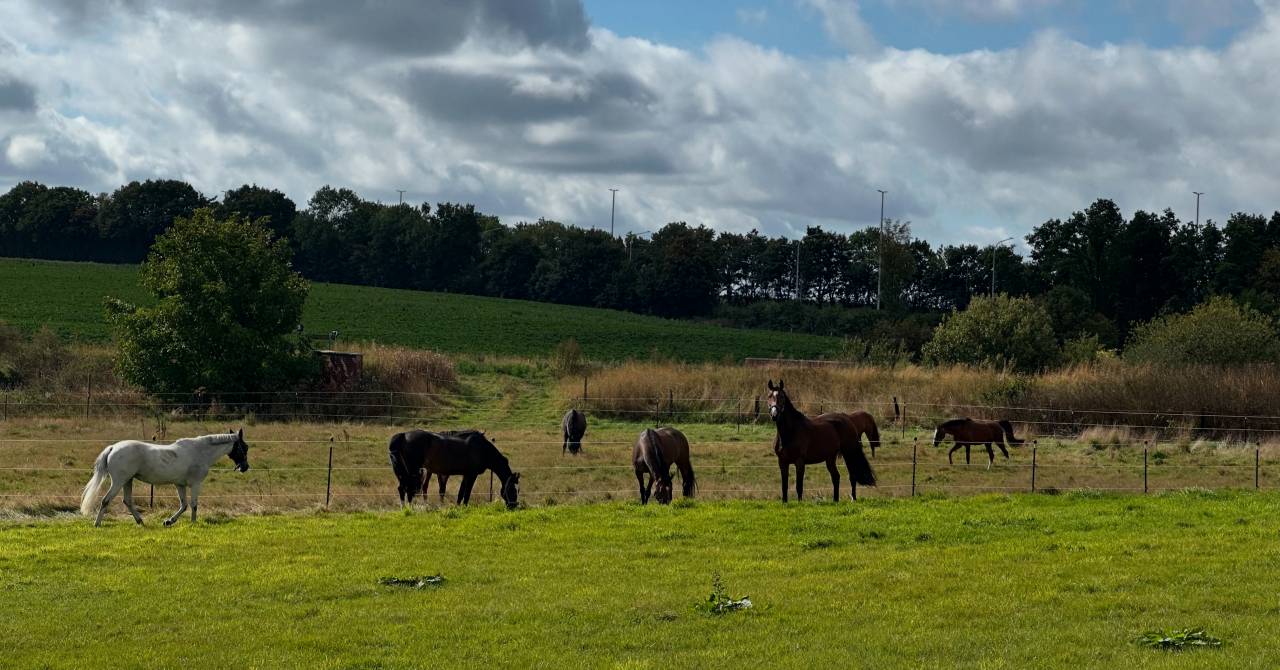 Pension chez EDB Stables