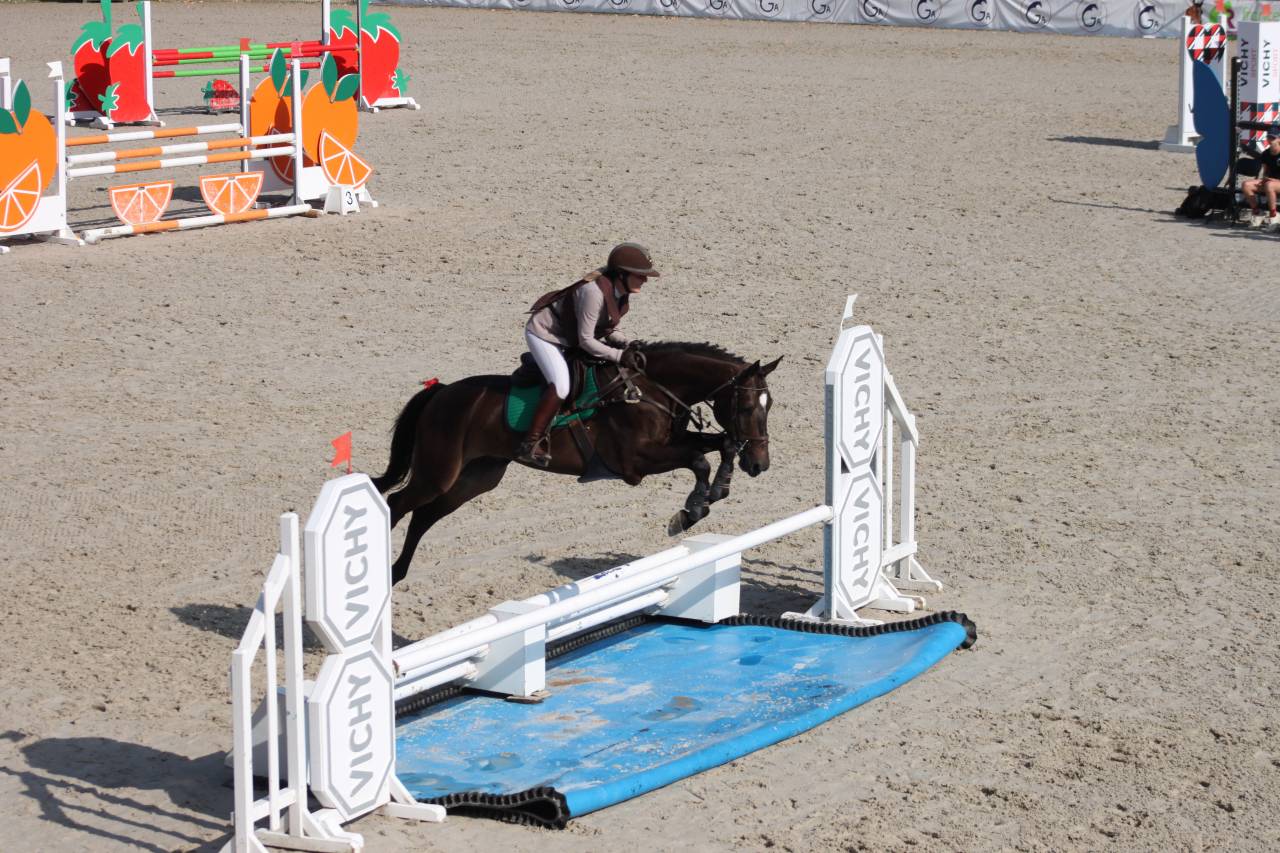 Hongre de 5 ans très gros potentiel