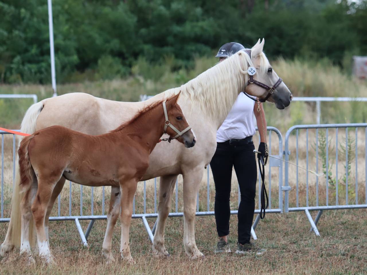 Pouliche Co alezane souche sport