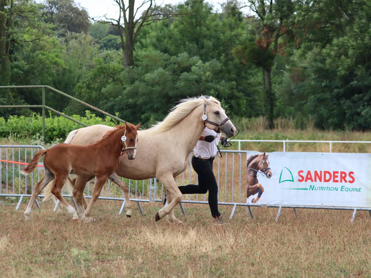 Pouliche Co alezane souche sport