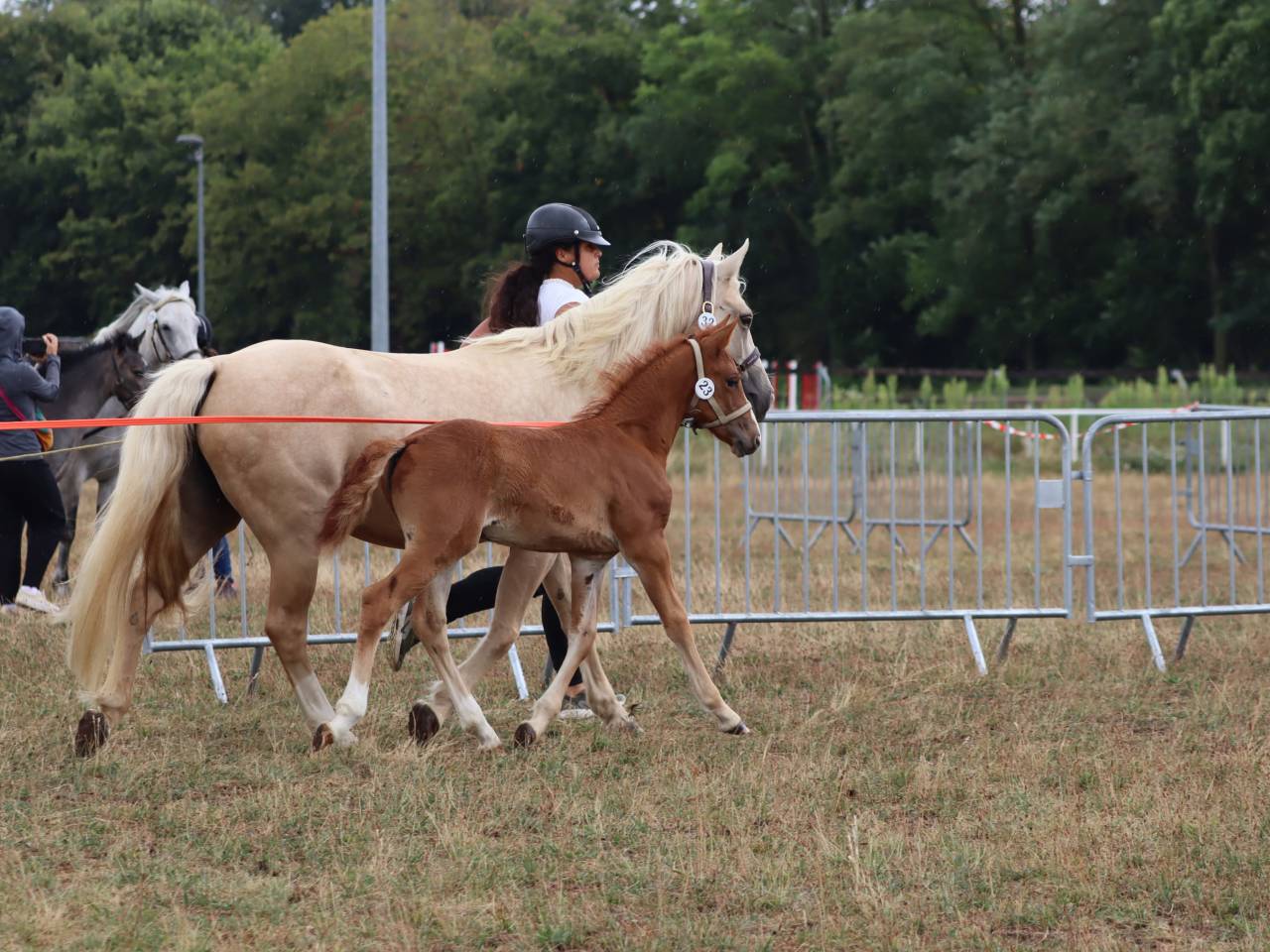 Pouliche Co alezane souche sport