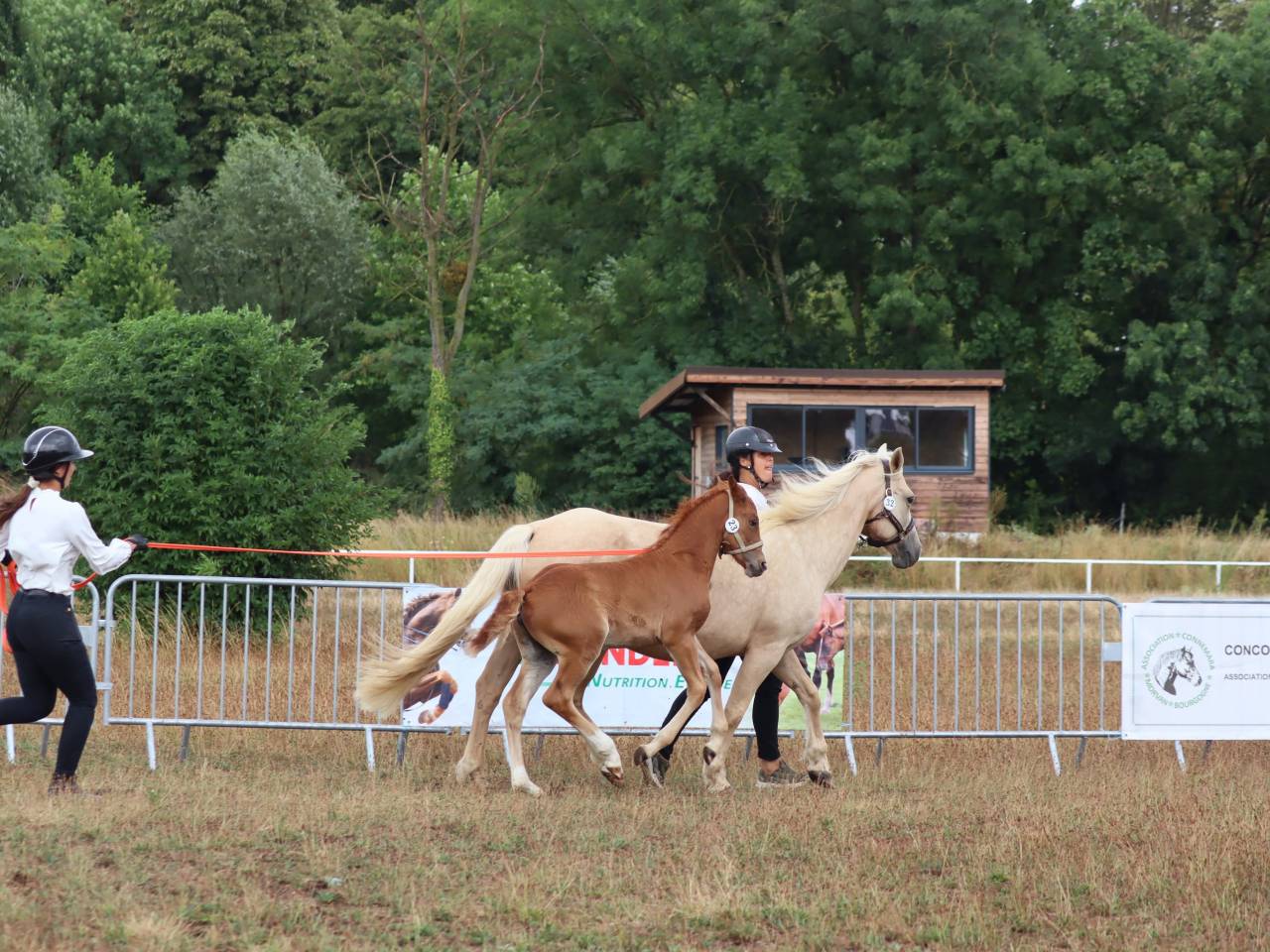 Pouliche Co alezane souche sport