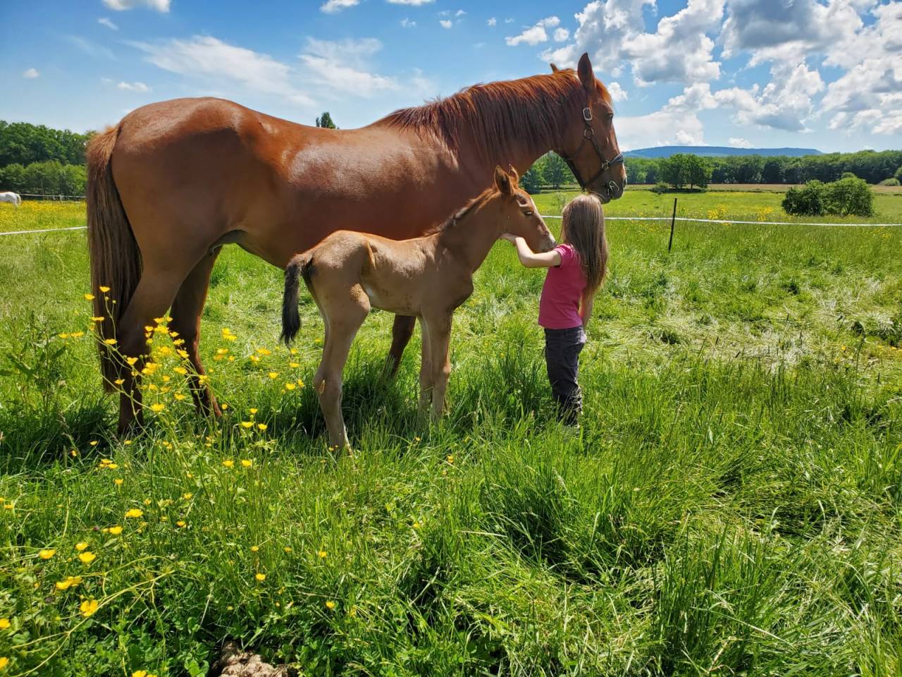 Pouliche iberique plein papiers gêne Pearl grand gabari