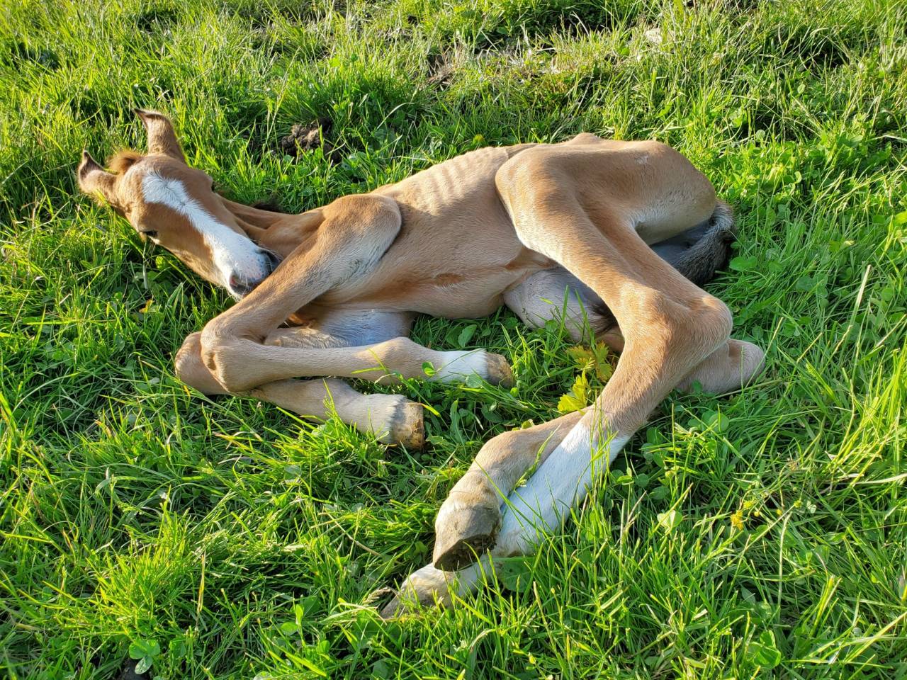 Pouliche iberique plein papiers gêne Pearl grand gabari