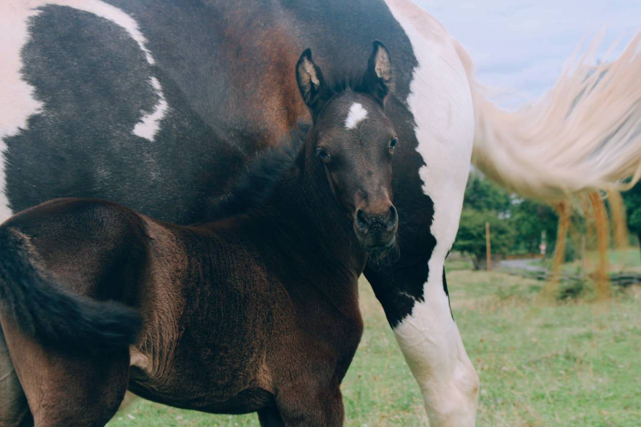 Pouliche smocky black