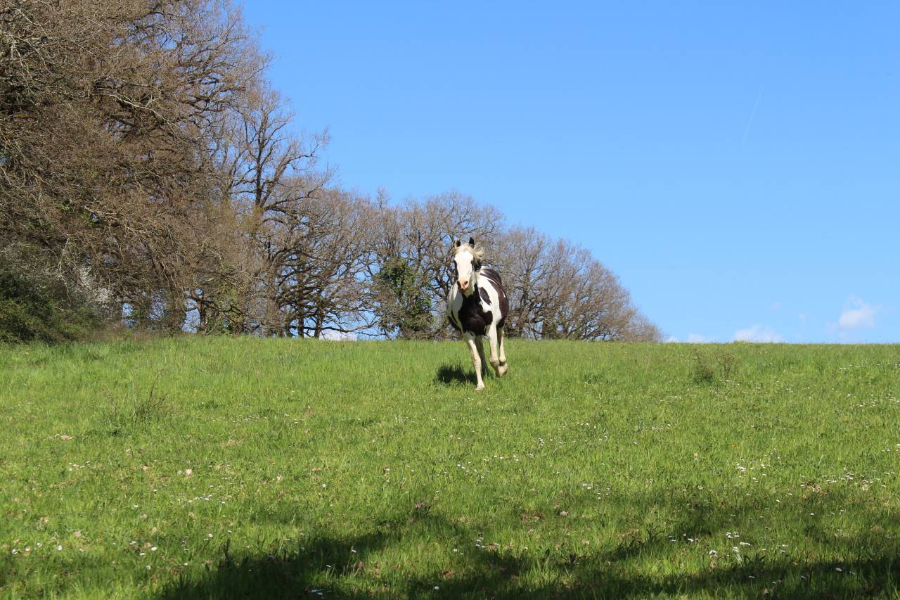 Pouliche smocky black