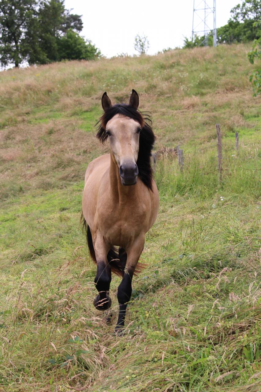 Pouliche smocky black