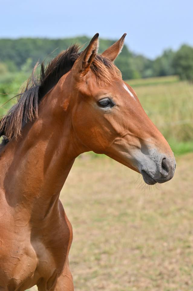 POULAIN ETALON DE JACK THE ROBIN