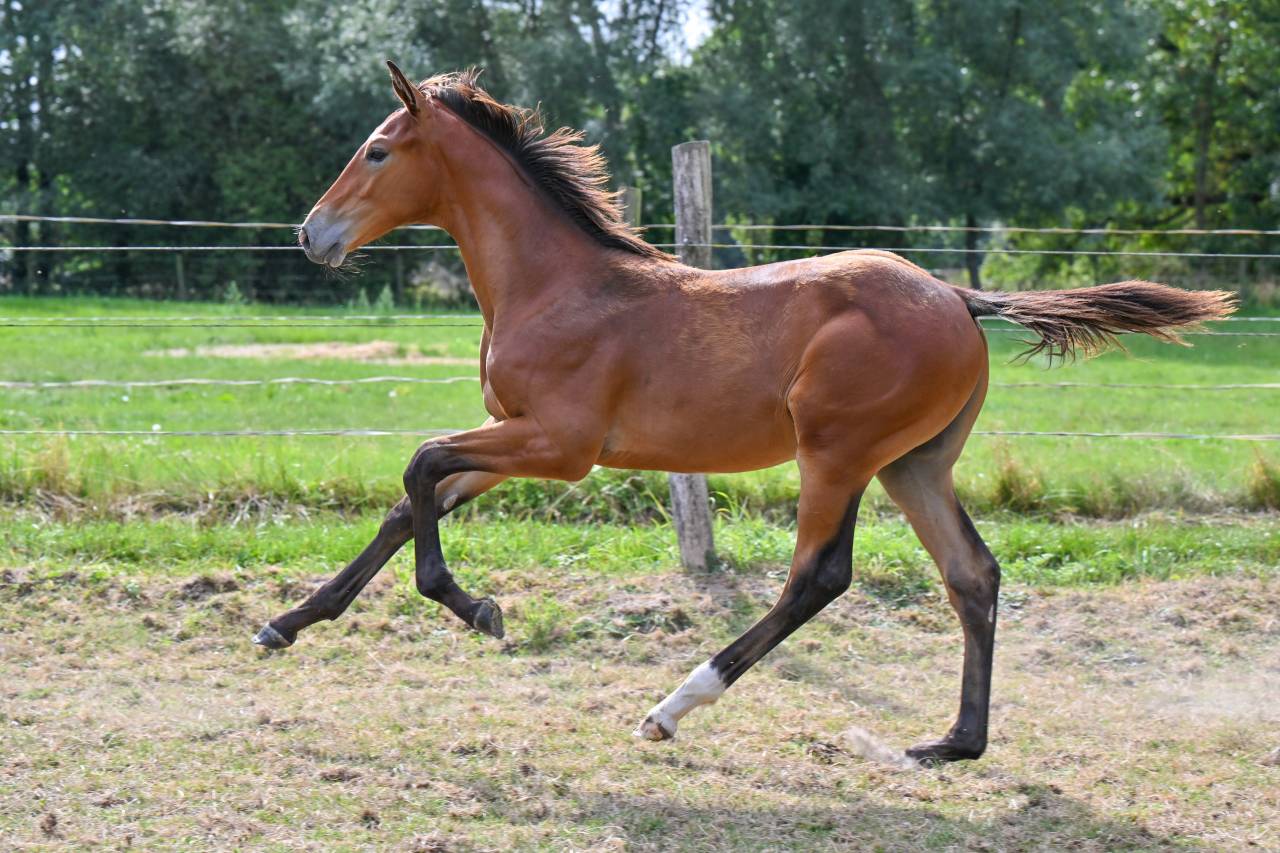 POULAIN ETALON DE JACK THE ROBIN