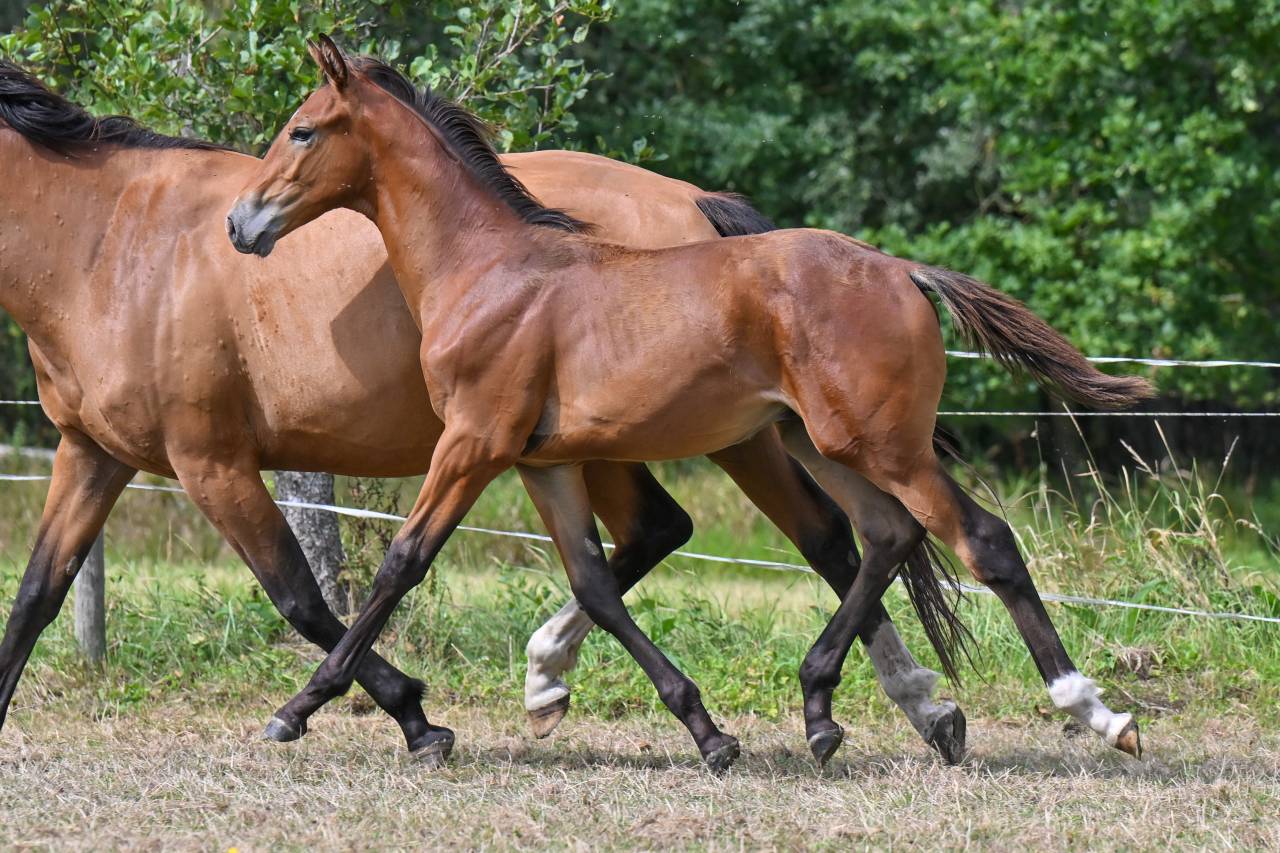 POULAIN ETALON DE JACK THE ROBIN