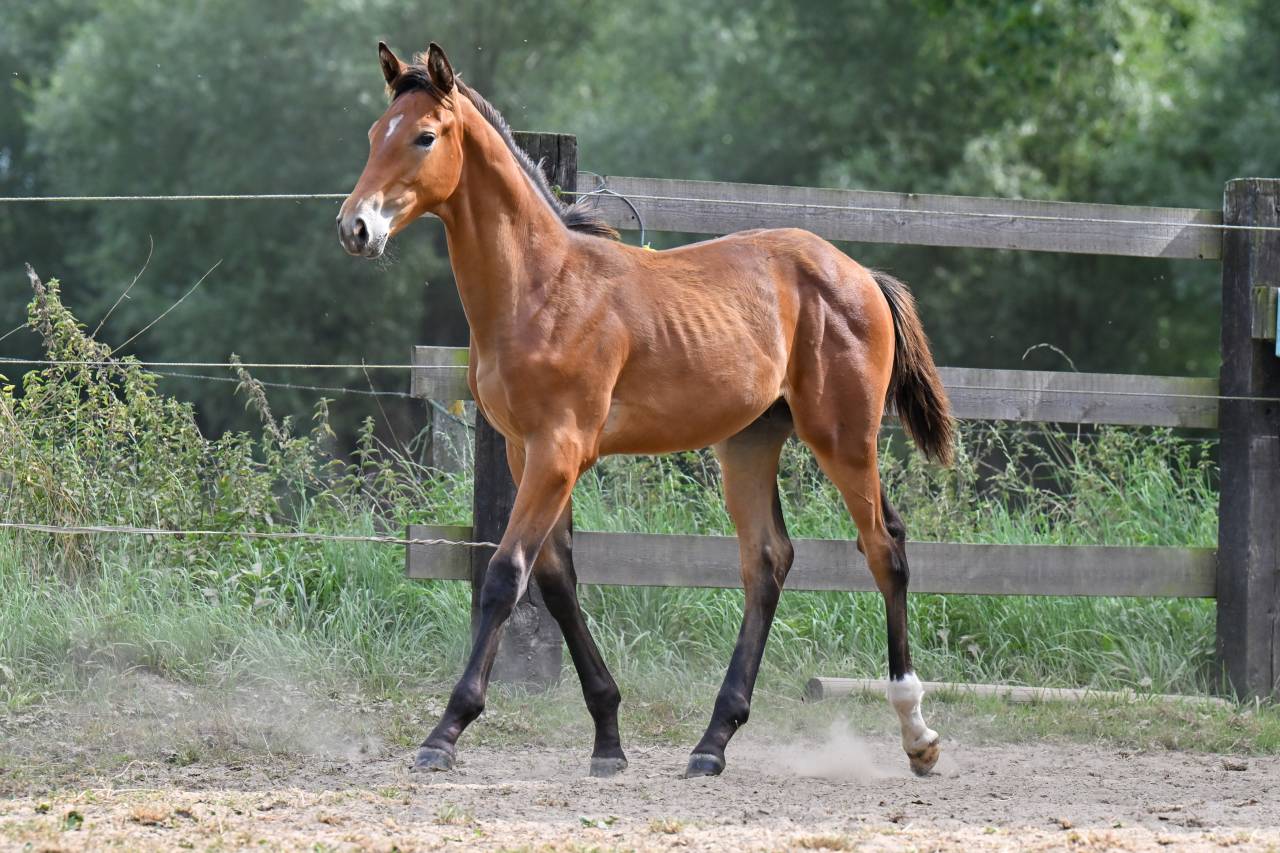 POULAIN ETALON DE JACK THE ROBIN