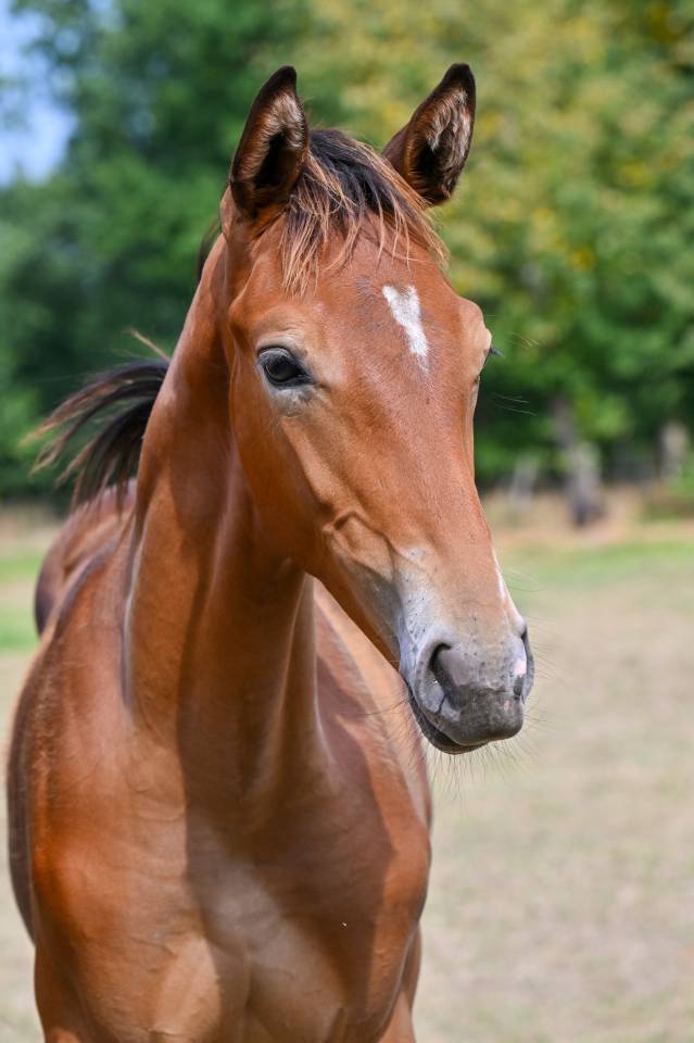 POULAIN ETALON DE JACK THE ROBIN