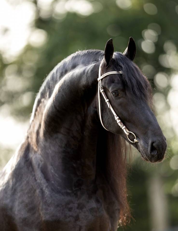 Pouliche Frisonne  à vendre