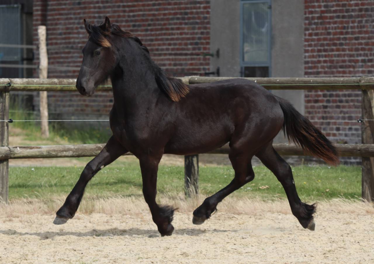 Fleury Blacknight MGC Pouliche Frisonne  &agrave; vendre 1 an