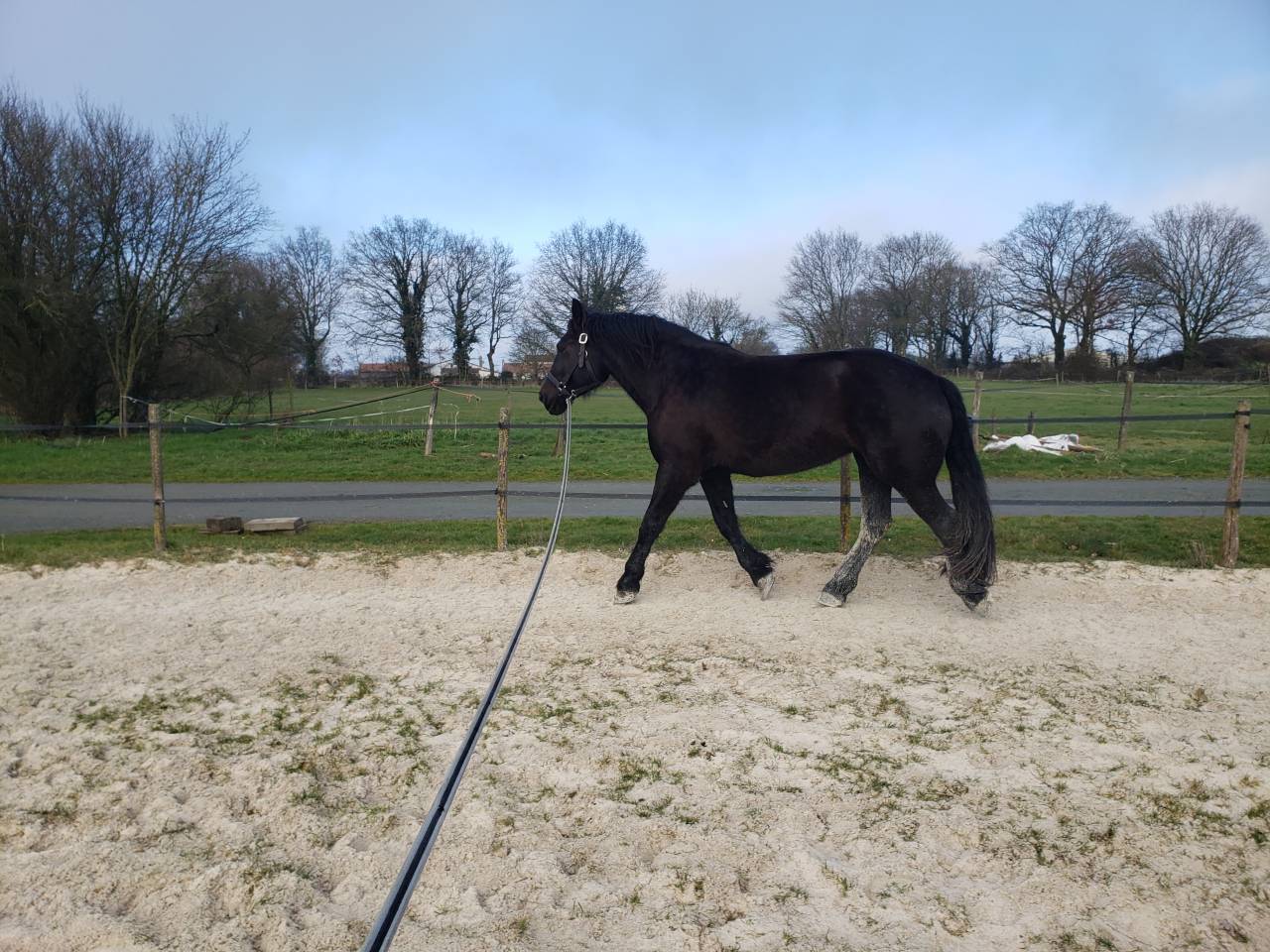 JUMENT PERCHERON 4 ANS