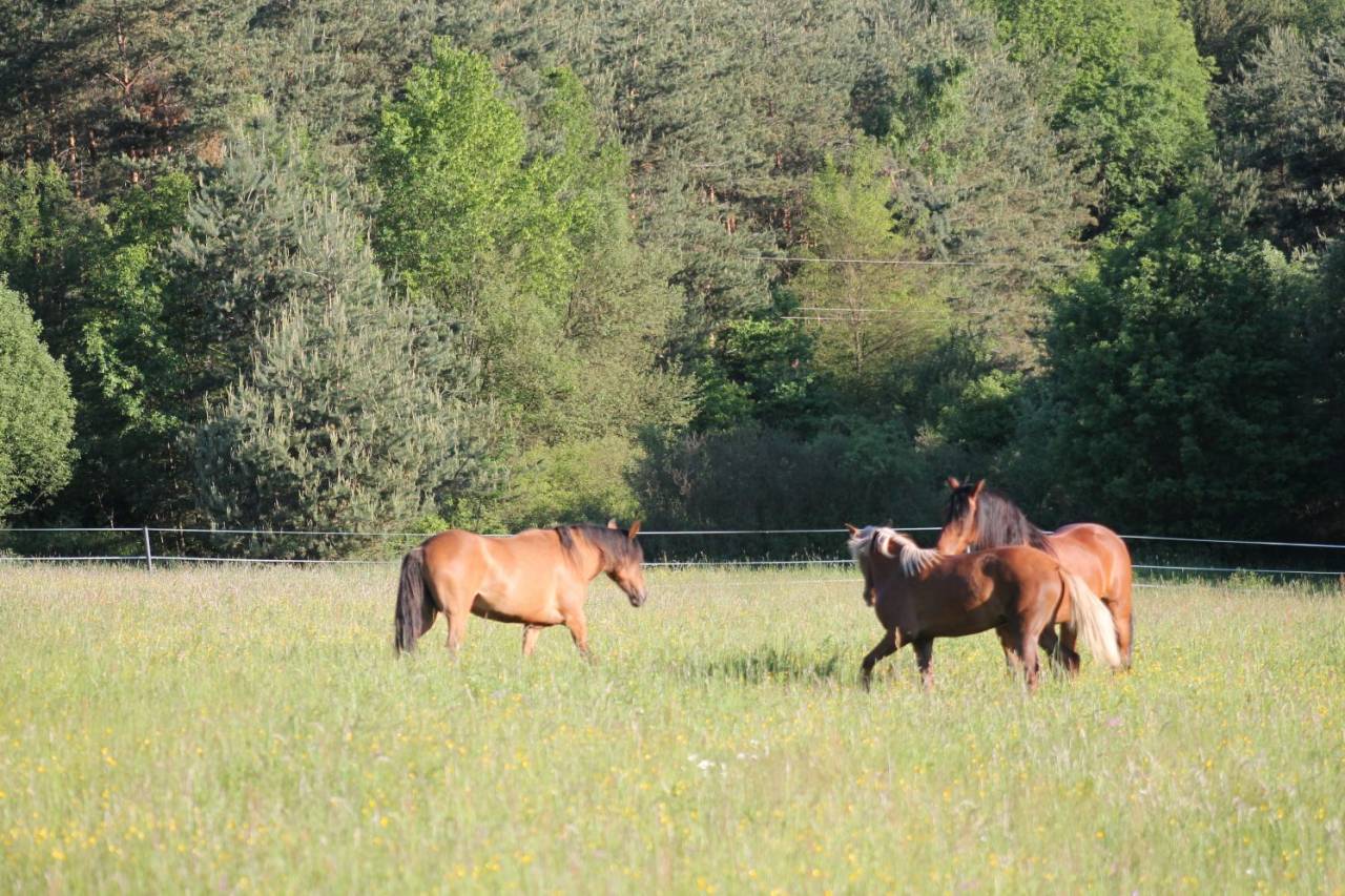 Propriété équestre A vendre 