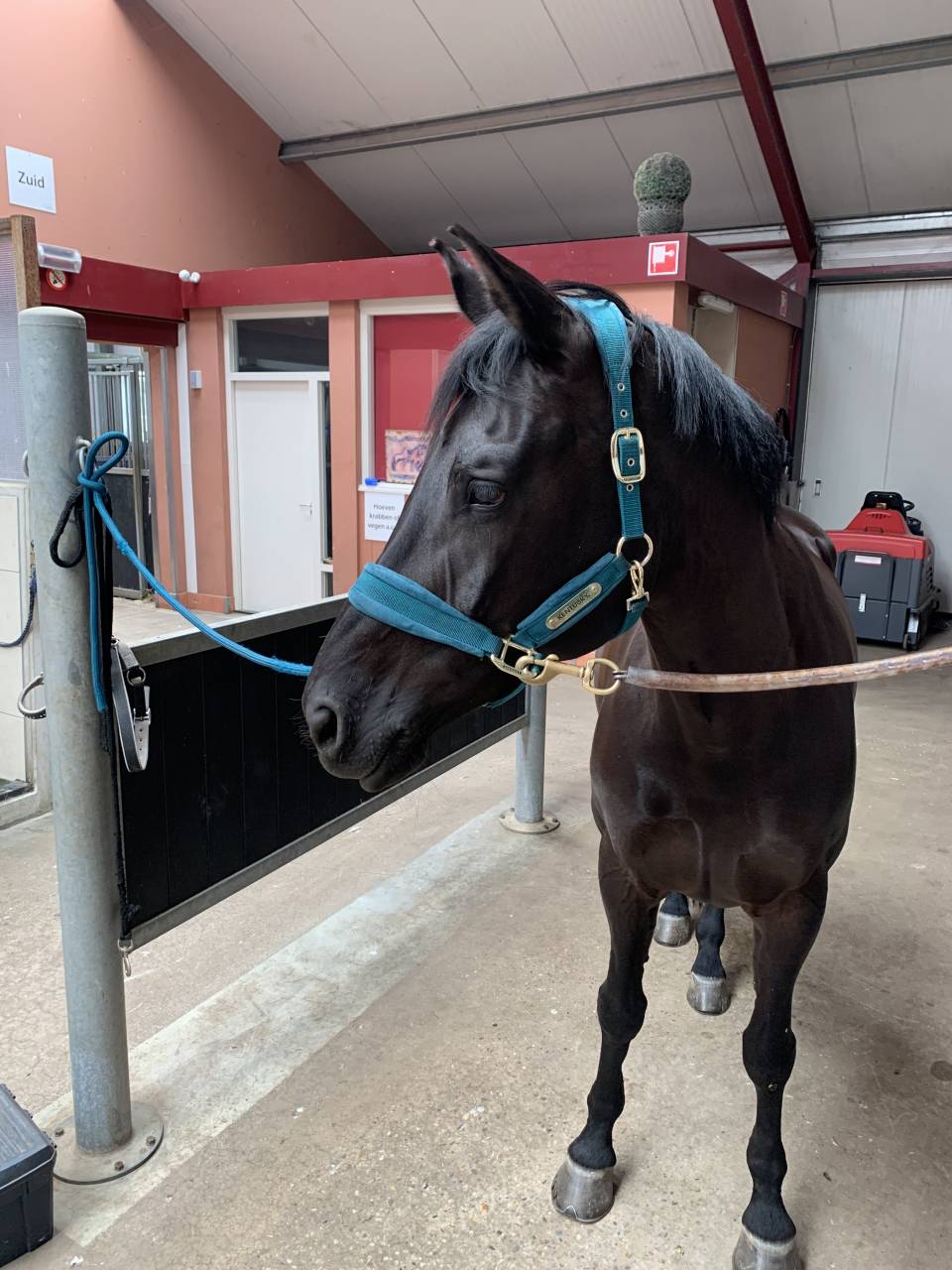 Jument KWPN Cheval de Sport Néerlandais A vendre 2014 Autre couleur par Eastwood s